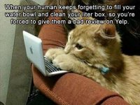 cat-yelp-review.JPG