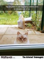 11-the-neighbor-s-cat-comes-over-to-disapprove-of-us-funny-meme.jpg