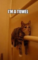 I'm a towel.jpg