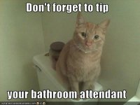 funny_cat_bathroom.jpg