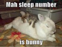 Funniest_Memes_mah-sleep-number-is-bunny_5772.jpeg