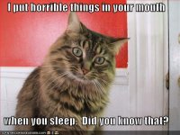 funny cat quotes-1.jpg