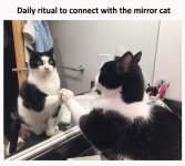 Funny-Cat-Memes-That-Will-Make-You-Cry-Laughing-1.jpg