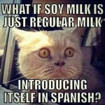 soy-milk-cat-meme.jpg