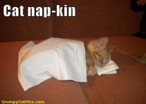 Cat-Nap-Kin---That-Is-Precious-----That-Is-To-Freakin-Cute-.jpg