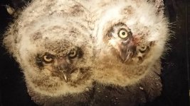 great-horned-owlets-rescued-ottawa-safe-wings.jpg