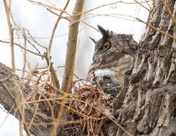 mother-great-horned-owl-with-owlet-petrie-island.jpg