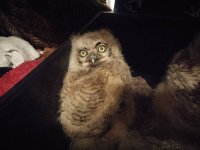 great-horned-owl-baby-rescue-petrie-island.jpg