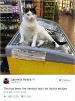16-of-the-funniest-cat-tweets-of-2016-06.jpg