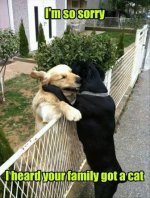 Top-35-Most-funniest-Animal-Memes-30-funny-humor-1.jpg