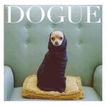 hahaha-chihuahua-funny-lol-Favim.com-765448.jpg