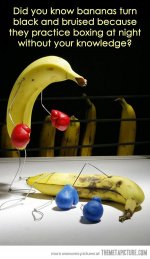 funny-bananas-boxing-ring.jpeg