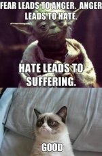 b18b2685435f0ce5678694f490f20891--funny-cat-memes-grumpy-cat-meme.jpeg