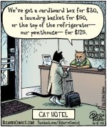 cat-hotel.jpg