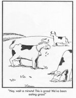 15 cows eating grass!.jpg