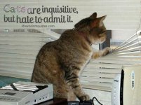 funny-cat-quotes-7.jpeg