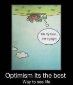 2a7_funny_turtles_optim.jpeg