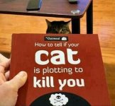 f2f05d5e390882e0d055c782346be4a0--funny-kitties-cat-s.jpg