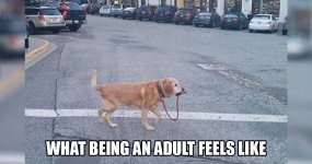 ADULTING.jpg