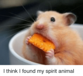 i-think-i-found-my-spirit-animal-3263697.png