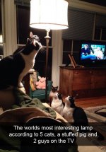 funny-cat-pics-25.jpg