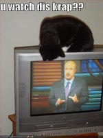 Cat-Funny-Watching-Television.jpg