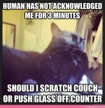 0689cb3c574229d11ef4be42d1efc65f--humorous-cats-funny-cats.jpg