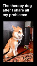 therapy-dog.jpg