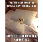 5d17ee9b0dd09ebf6466129fb5eac1c7--nap-time-quotes-funny-dogs.jpg