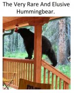 hummingbear.jpg