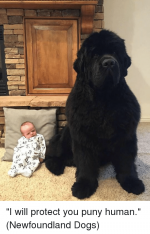 ks-i-will-protect-you-puny-human-newfoundland-dogs-12551538.png