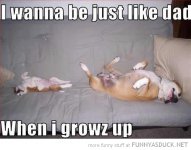funny-dogs-lying-sleeping-couch-puppy-just-like-dad-pics.jpg