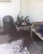 newplant.jpg