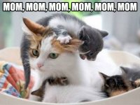 cute-cat-mother-kittens-eating1.jpg