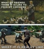 dinochickens.jpg