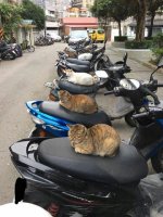 catcycle.jpg