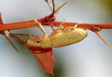 1280px-Weevil_September_2008-1.jpg