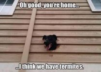 termites.jpg