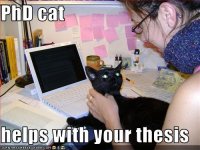 phd-cat.jpg
