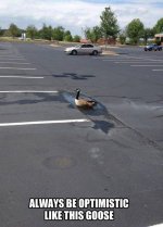 Funny-Goose.jpg