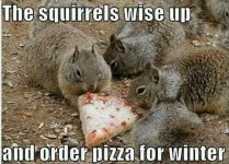 Funny+meme+squirrel+pizza+funny+meme+squirrel+pizza_7f84b8_5994759.jpg