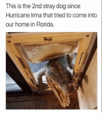 this-is-the-2nd-stray-dog-since-hurricane-irma-that-30727976.png