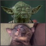 yoda.jpg