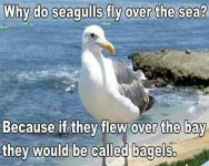 seaguls.jpg