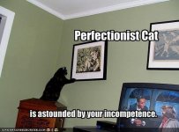 perfectionist-cat.jpg