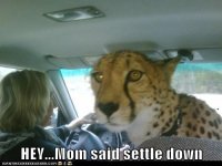settle-down.jpg