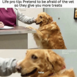 thumb_life-pro-tip-pretend-to-be-afraid-of-the-vet-45921749.png