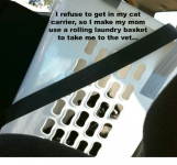 i-refuse-to-get-in-my-cat-carrier-so-i-5041900.png