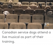 6-52-77-3-cbsphilly-canadian-service-dogs-attend-a-live-61836126.png