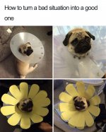 funny-dog-memes-27.jpg